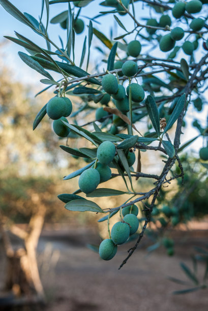 树上有新鲜的橄榄图片下载