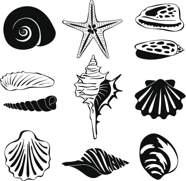 黑色单色插图的海洋贝壳。向量轮廓分离图片下载