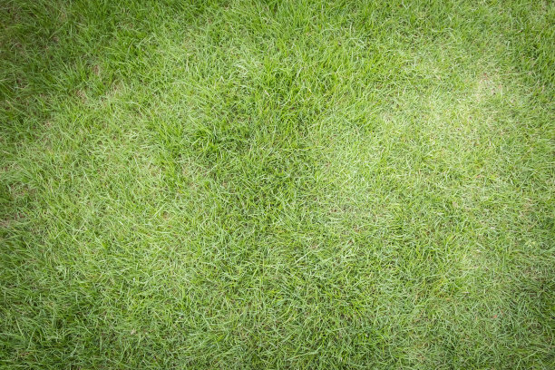 特写图像绿色的草，草的背景，鸟瞰视图。图片下载