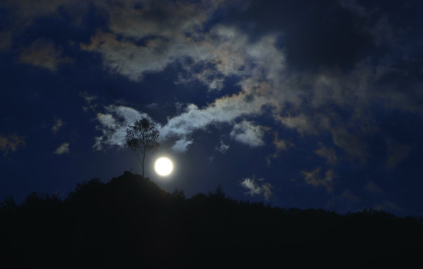 月光下的树图片下载