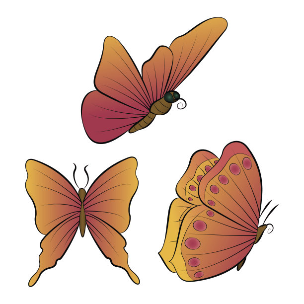 蝴蝶有橙色的翅膀。夏天美丽的大自然。图片下载