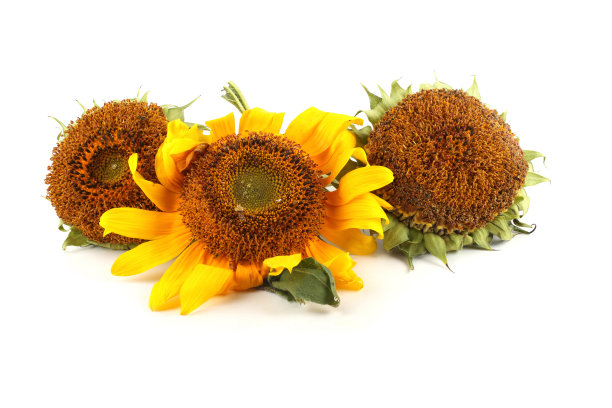 向日葵图片下载