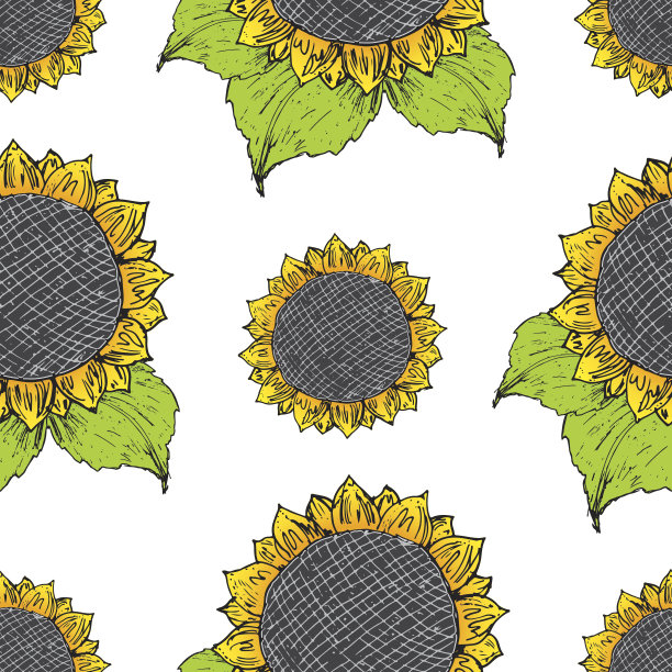 向日葵无缝图案手绘草图，背景，字体设计矢量插图图片下载