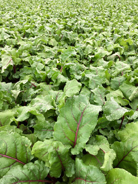 收获前的红甜菜田图片下载