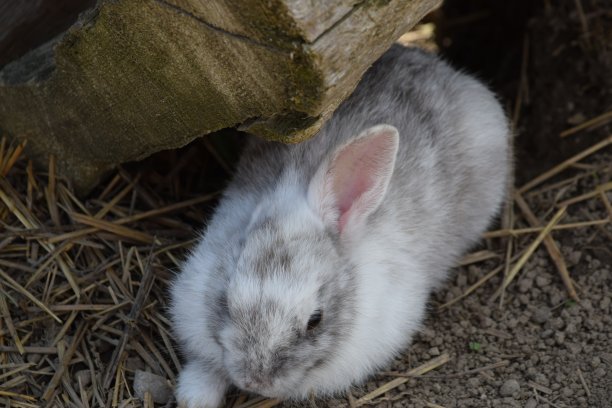 兔子兔子。图片下载