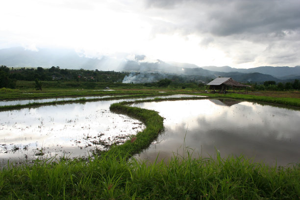 稻田里的村舍和平房图片下载