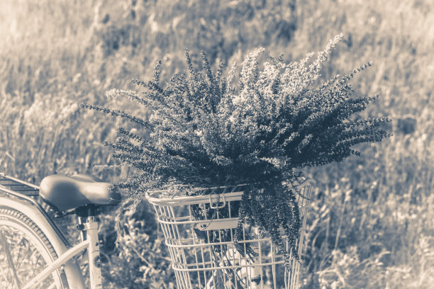 老旧的照片。自行车花篮，车把图片下载