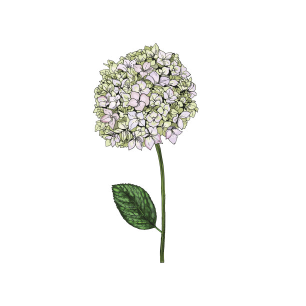 手绘口福林花和叶孤立在白色背景上。植物矢量插图。图片下载