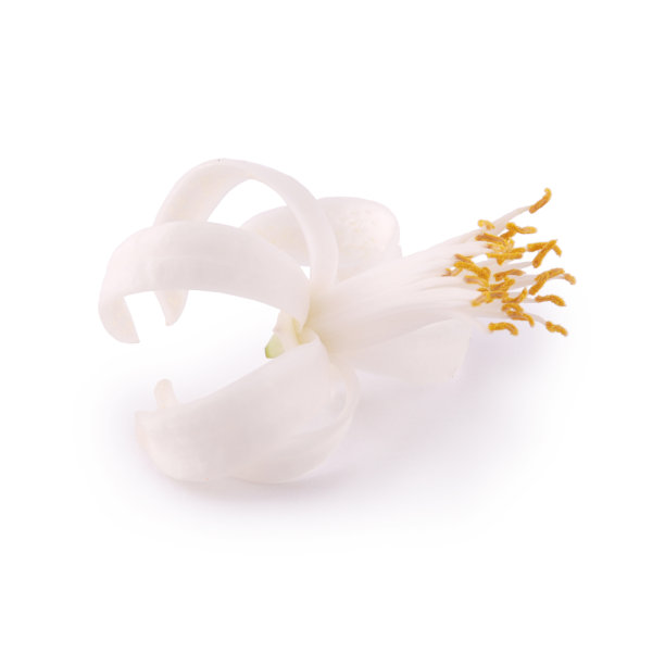 柠檬花图片下载