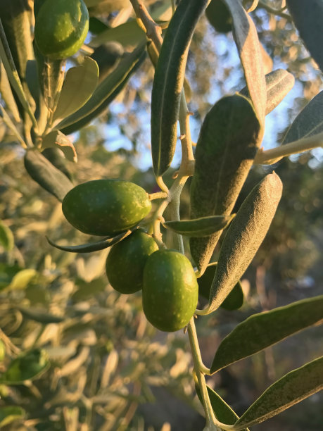 橄榄树上的橄榄图片下载