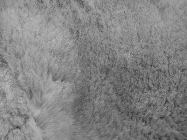 野狼的天然羊毛图片下载