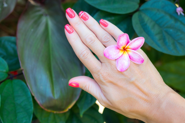 鸡蛋花在女人手中的自然美景上作背景图片下载