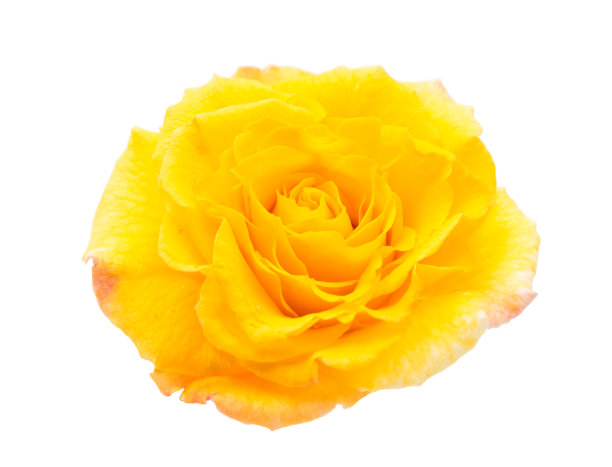 黄玫瑰图片下载