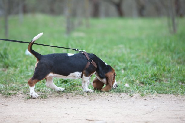 在公园里牵着狗散步图片下载