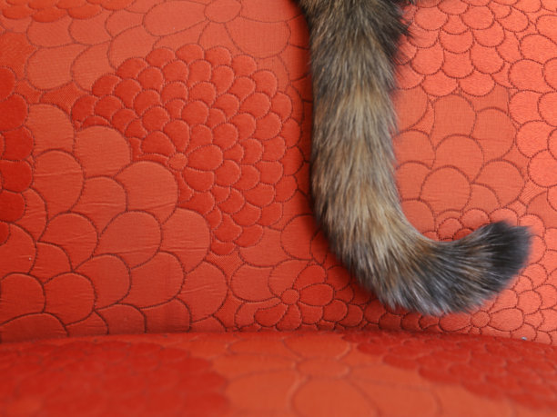 橙色图案沙发上的猫曲线尾巴，复制空间图片下载
