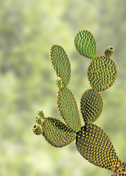 奥朋蒂亚仙人掌图片下载