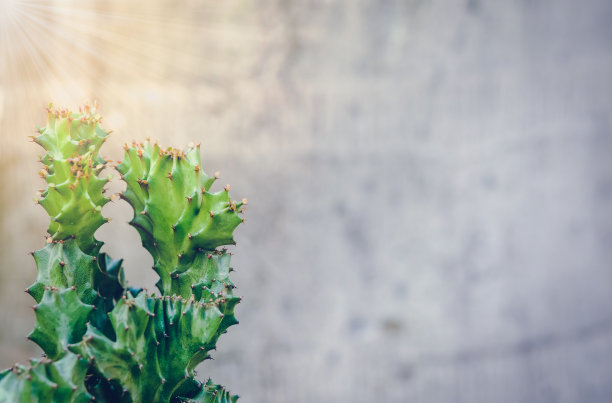 仙人掌生长在明亮的阳光和树木模糊的背景。图片下载
