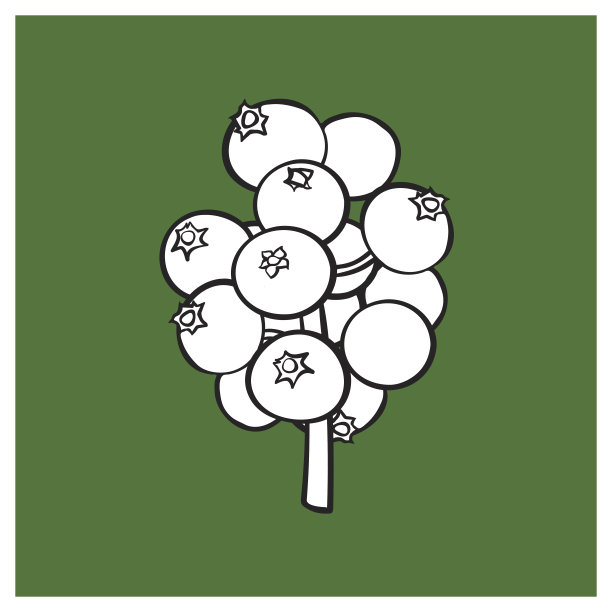 黑色和白色的槲寄生浆果，圣诞冬青浆果图片下载