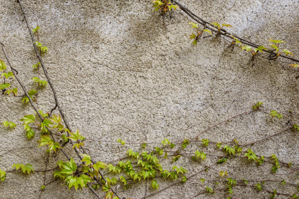 陈旧的石墙与绿色的攀缘植物常春藤为背景图片下载