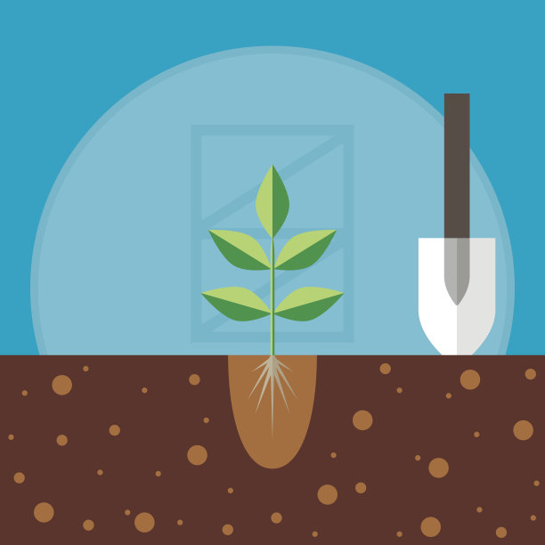 把幼苗移栽到地里图片下载