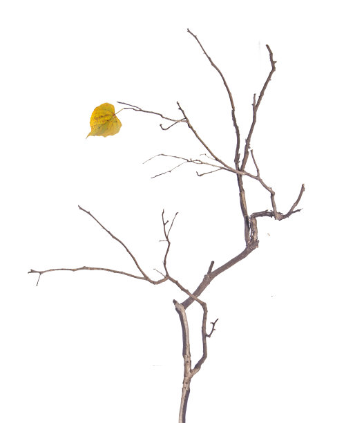 分支与叶图片下载