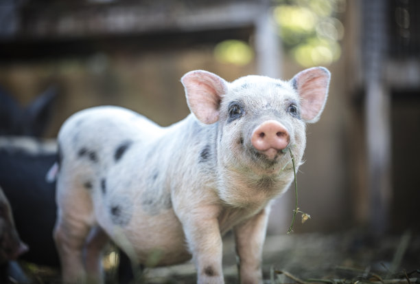 可爱的宝贝小猪素材图片