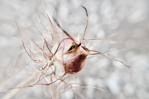 粉红色的花图片下载
