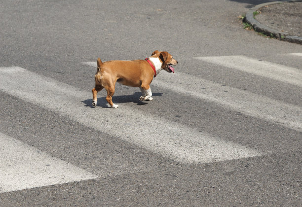 狗斑马线与副本空间图片下载