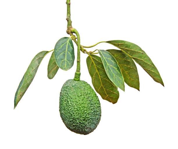 鳄梨的分支图片下载