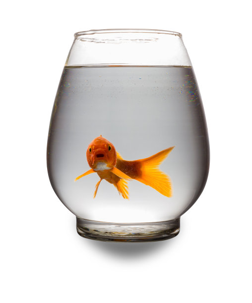 红锦鲤看着相机与嘴打开在玻璃缸上白色与剪报的路径素材图片