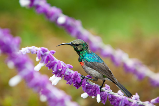 蜂鸟在和谐图片下载