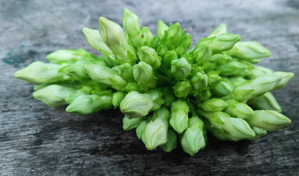 来自花园的绿九轮草图片下载