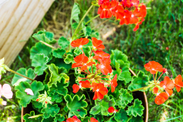 红色的花图片下载