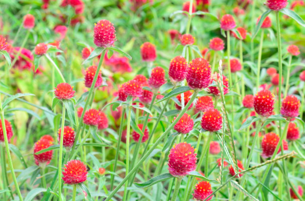 红黄花图片下载