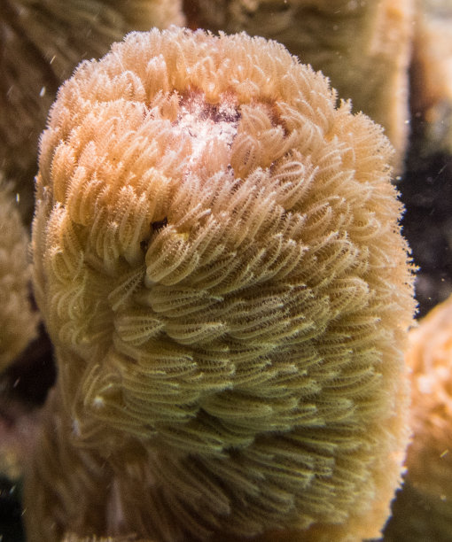 支柱珊瑚特写图片下载