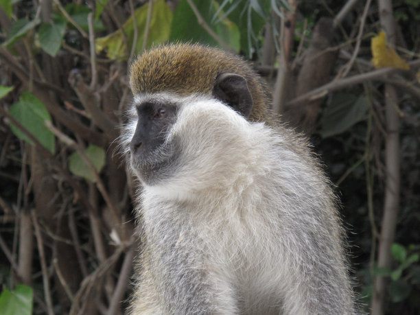 埃塞俄比亚Hawassa附近的Grivet猴子图片下载