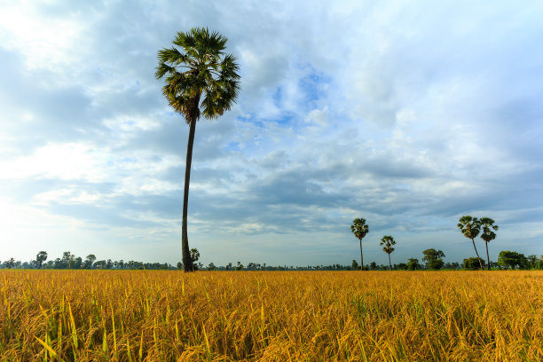 泰国的稻田图片下载