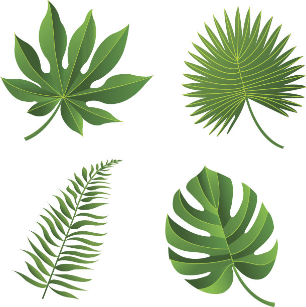 热带的叶子图片下载