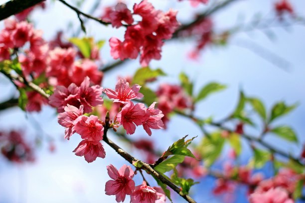 樱花的花图片下载