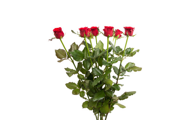 红玫瑰图片下载