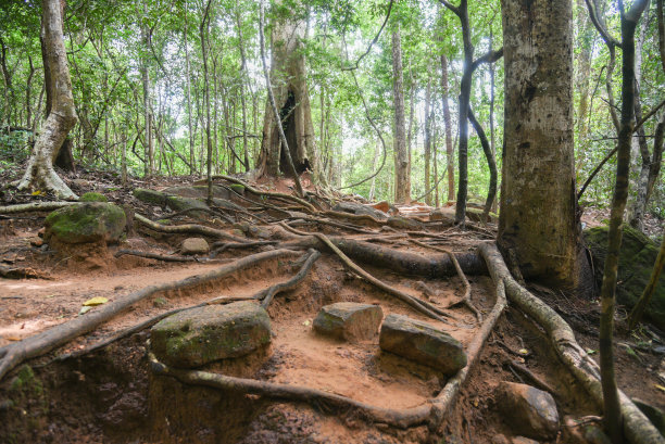 在通往柬埔寨暹粒省古高棉帝国库伦山脉神秘瀑布的路上，暹粒雨林的树冠图片下载