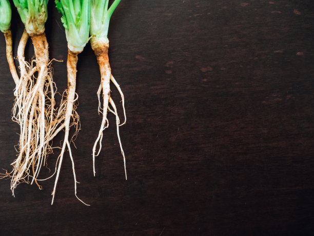 有机鲜香菜近根，香菜是木桌厨房背景上的亚洲食品配料图片下载