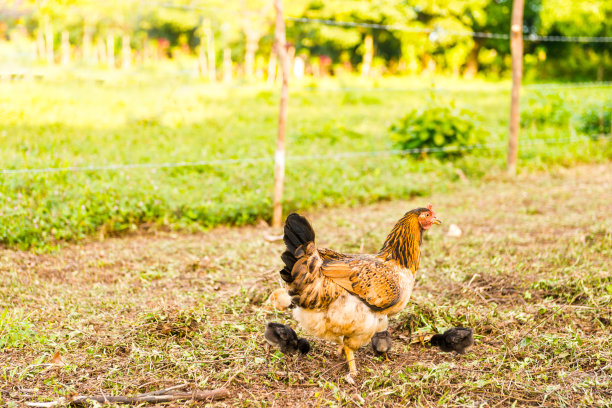 里约热内卢普拉塔诺保护区图片下载