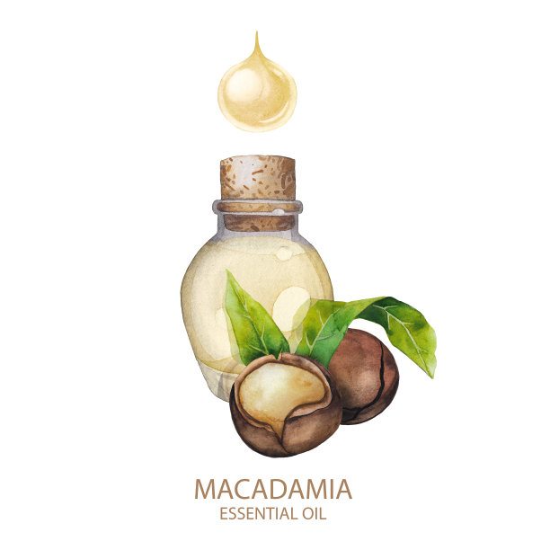 水彩澳洲坚果油图片下载