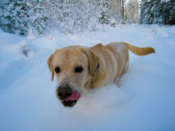 在雪地里玩耍的狗狗图片下载