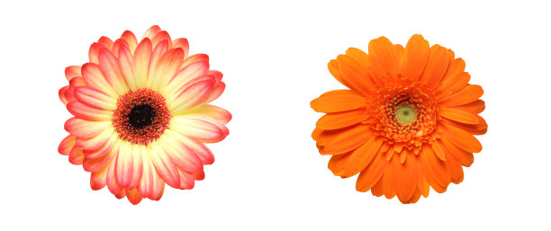 德兰士瓦雏菊的花头素材图片