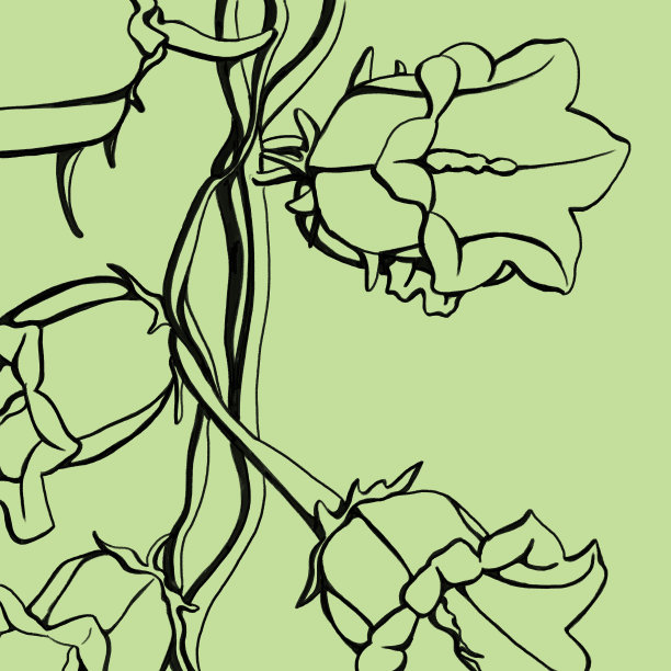 爬行的Vine图片下载