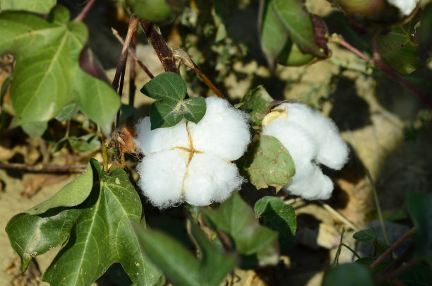 希腊、农业图片下载