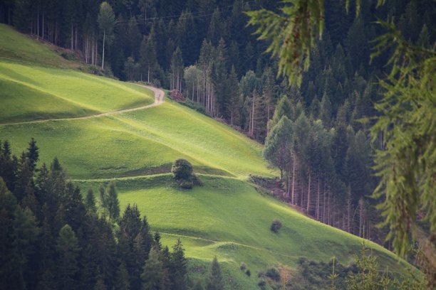 奥地利，蒂罗尔，奥斯塔罗尔，西利安的高山草甸图片下载