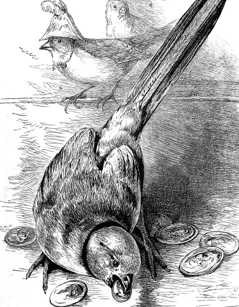 鸟儿戴着帽子和珠宝表演图片下载